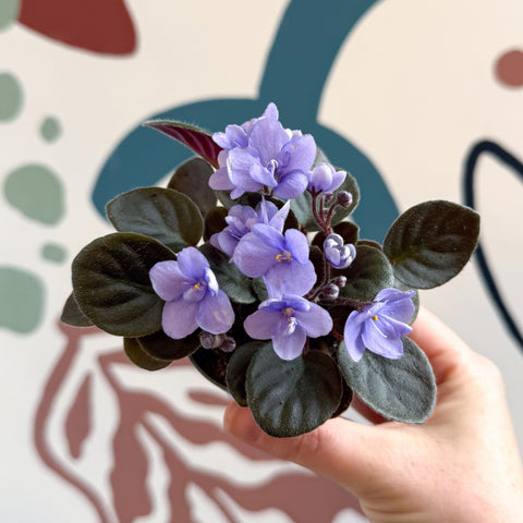 Saintpaulia – Violeta africana miniatura azul pálido