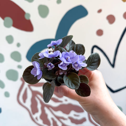 Saintpaulia – Violeta africana miniatura azul pálido