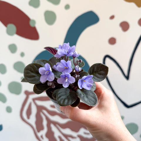 Saintpaulia – Violeta africana miniatura azul pálido