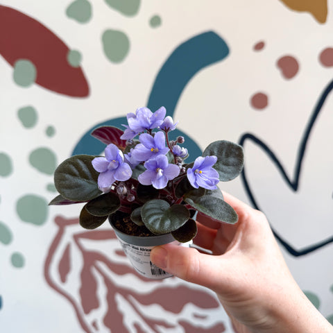 Saintpaulia – Violeta africana miniatura azul pálido