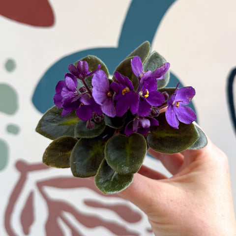 Saintpaulia – Mini violeta africana morada