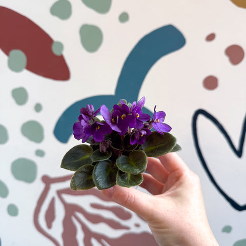Saintpaulia – Mini violeta africana morada