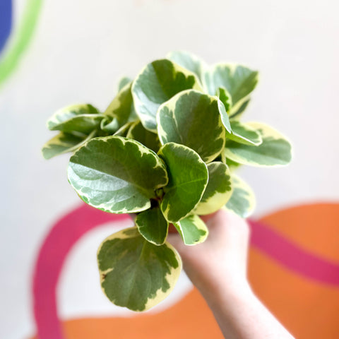 Buntblättriger Gummibaum - Peperomia obtusifolia `Variegata' - Britischer Anbau