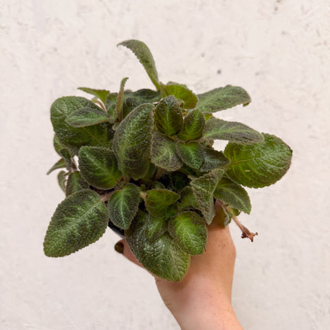 Episcia cupreata 'Neon Surprise' - Green Flame Violet