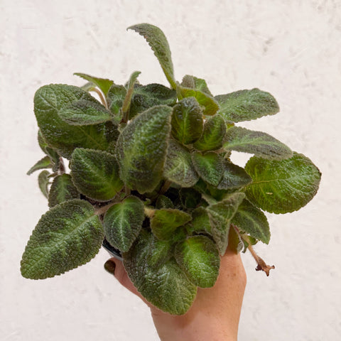 Episcia cupreata 'Neon Surprise' - Green Flame Violet