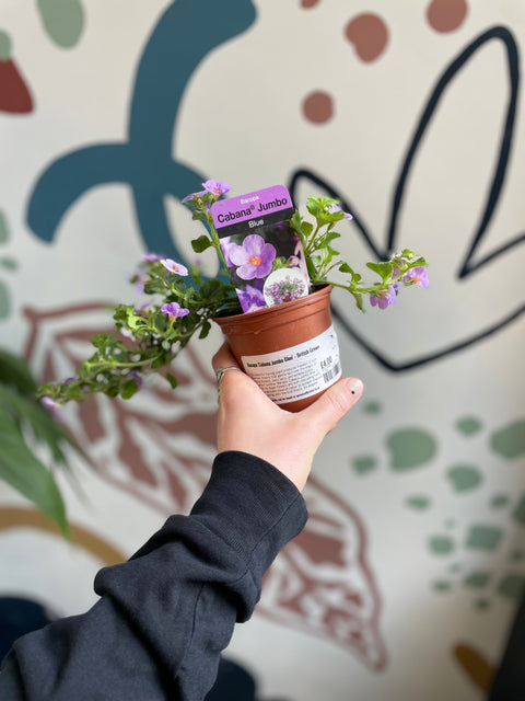 Bacopa 'Cabana Jumbo Blue' - Cultivada en el Reino Unido