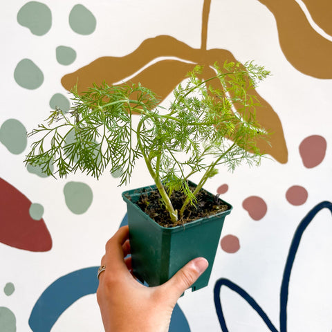 Anethum graveolens - Eneldo - Hierba Culinaria Cultivada en Gran Bretaña