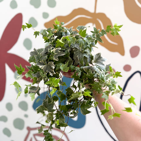 Hedera helix 'Bont' - Efeu