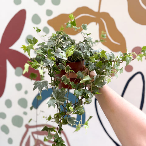 Hedera helix 'Bont' - Efeu