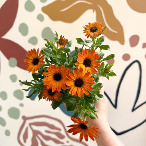 Osteospermum - Afrikanisches Gänseblümchen 'Orange'