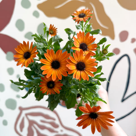 Osteospermum - Afrikanisches Gänseblümchen 'Orange'