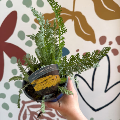 Achillea millefolium 'Sassy Summer Lemon' - Yellow Yarrow - British Grown Herbaceous Perennial - Sprouts of Bristol