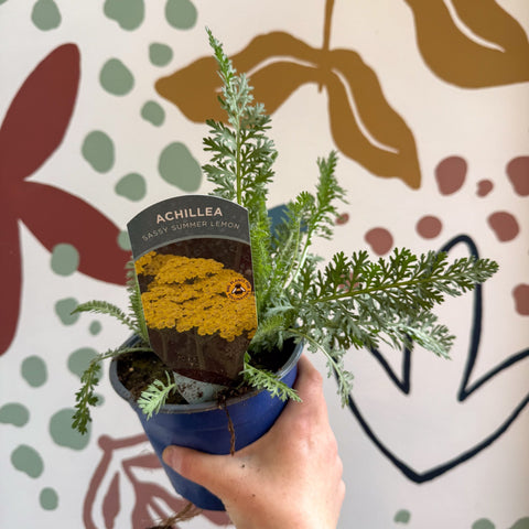 Achillea millefolium 'Sassy Summer Lemon' - Yellow Yarrow - British Grown Herbaceous Perennial - Sprouts of Bristol