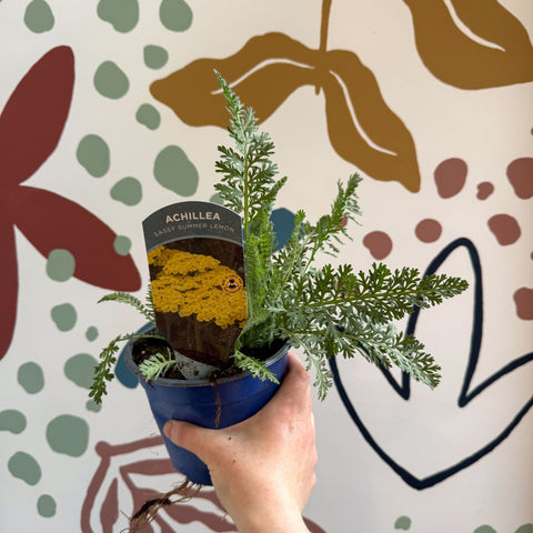 Achillea millefolium 'Sassy Summer Lemon' - Yellow Yarrow - British Grown Herbaceous Perennial - Sprouts of Bristol