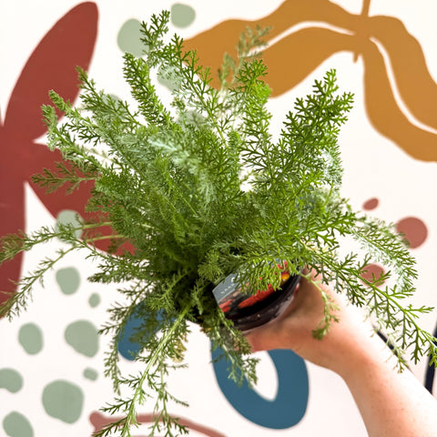 Achillea millefolium 'Sassy Summer Sunset' - Orange Yarrow - British Grown Herbaceous Perennial - Sprouts of Bristol