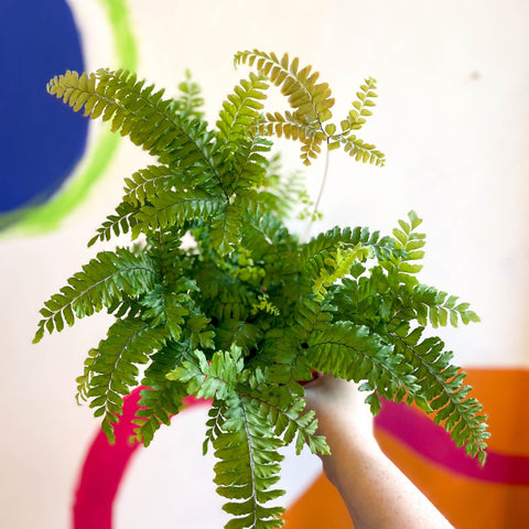 Adiantum hispidulum 'Bronze Venus' - Rough Maidenhair Fern - Sprouts of Bristol