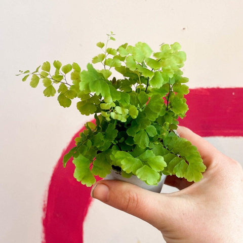 Adiantum raddianum 'Fritz Lüthi' - Delta Maidenhair Fern - Sprouts of Bristol