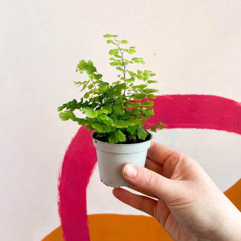 Adiantum raddianum 'Fritz Lüthi' - Delta Maidenhair Fern - Sprouts of Bristol