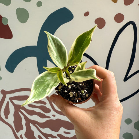 Aeschynanthus sp. ‘Thailand Variegated’ - Lipstick Plant - Welsh Grown - Sprouts of Bristol