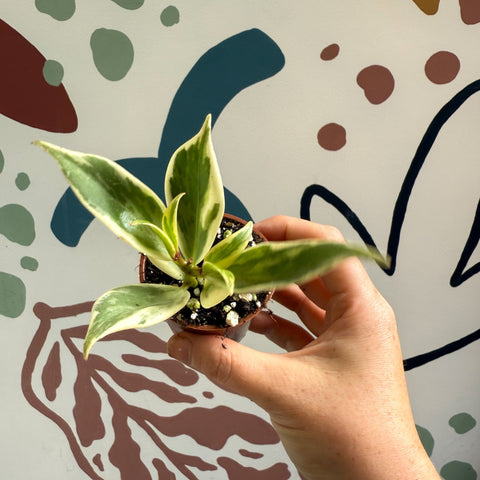 Aeschynanthus sp. ‘Thailand Variegated’ - Lipstick Plant - Welsh Grown - Sprouts of Bristol