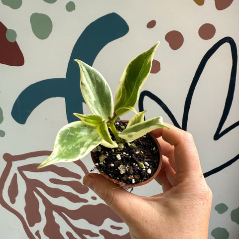 Aeschynanthus sp. ‘Thailand Variegated’ - Lipstick Plant - Welsh Grown - Sprouts of Bristol