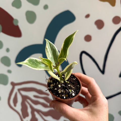 Aeschynanthus sp. ‘Thailand Variegated’ - Lipstick Plant - Welsh Grown - Sprouts of Bristol