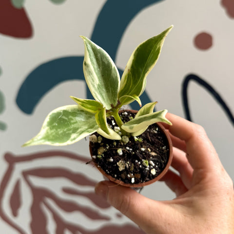 Aeschynanthus sp. ‘Thailand Variegated’ - Lipstick Plant - Welsh Grown - Sprouts of Bristol