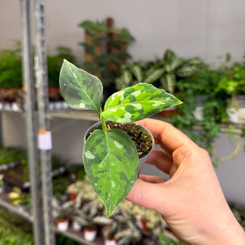 Aglaonema pictum ‘Tricolour’ - Camouflage Plant - Sprouts of Bristol