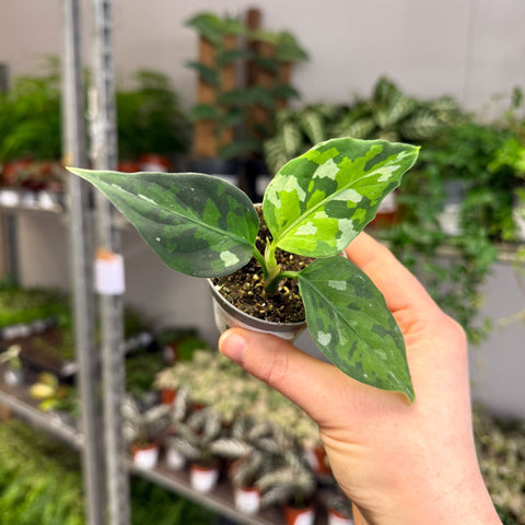 Aglaonema pictum ‘Tricolour’ - Camouflage Plant - Sprouts of Bristol