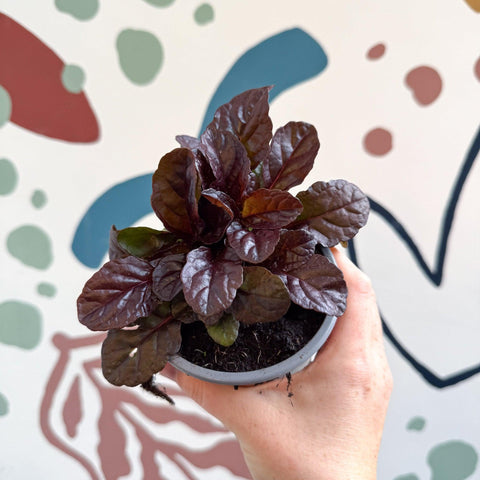 Ajuga reptans 'Braunherz' - British Grown - Sprouts of Bristol
