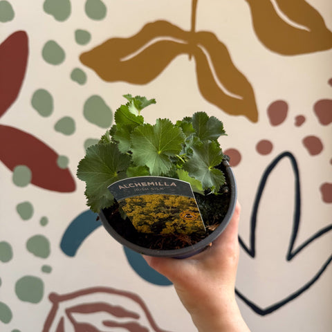 Alchemilla mollis ‘Irish Silk’ - Lady's Mantle - British Grown Herbaceous Perennial - Sprouts of Bristol