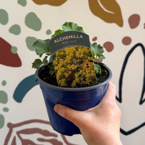 Alchemilla mollis ‘Irish Silk’ - Lady's Mantle - British Grown Herbaceous Perennial - Sprouts of Bristol