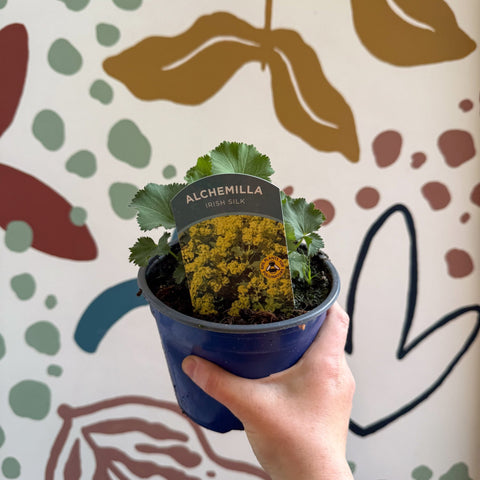 Alchemilla mollis ‘Irish Silk’ - Lady's Mantle - British Grown Herbaceous Perennial - Sprouts of Bristol