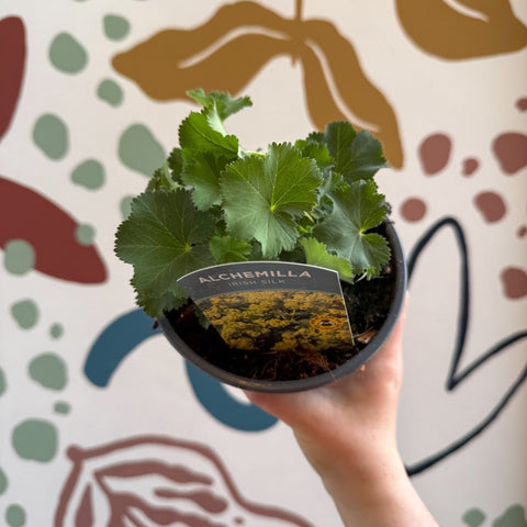 Alchemilla mollis ‘Irish Silk’ - Lady's Mantle - British Grown Herbaceous Perennial - Sprouts of Bristol