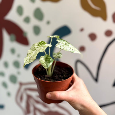 Alocasia macrorrhiza 'Splash' – Variegated Giant Taro - Sprouts of Bristol