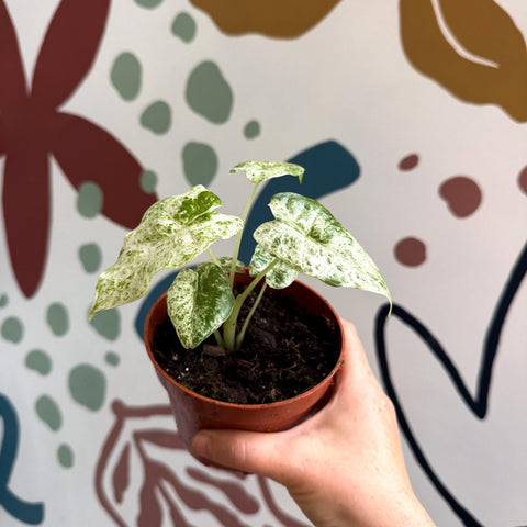 Alocasia macrorrhiza 'Splash' – Variegated Giant Taro - Sprouts of Bristol
