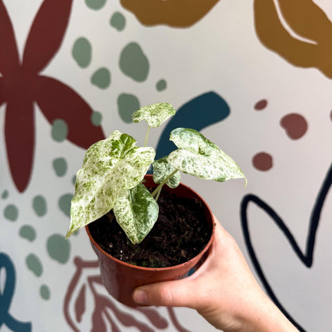 Alocasia macrorrhiza 'Splash' – Variegated Giant Taro - Sprouts of Bristol