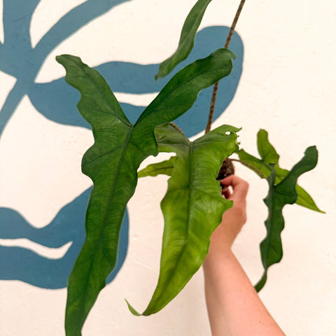 Alocasia sp. Sulawesi ‘Sabrina Narrow’ - Sprouts of Bristol