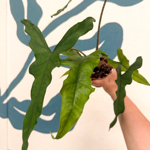 Alocasia sp. Sulawesi ‘Sabrina Narrow’ - Sprouts of Bristol