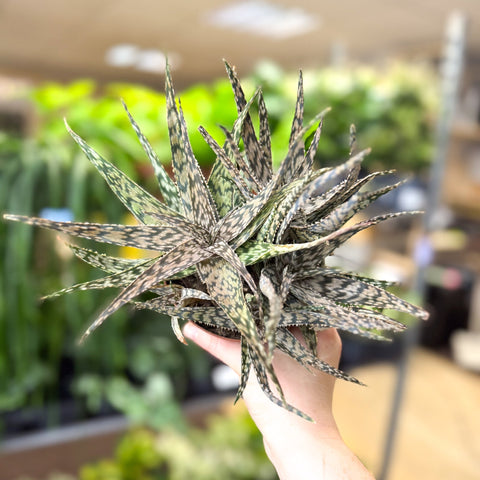 Aloe somaliensis - Sprouts of Bristol