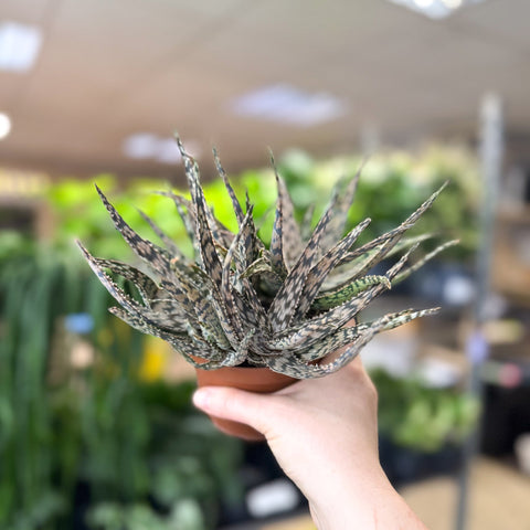 Aloe somaliensis - Sprouts of Bristol