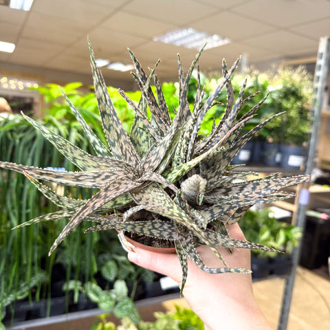 Aloe somaliensis - Sprouts of Bristol