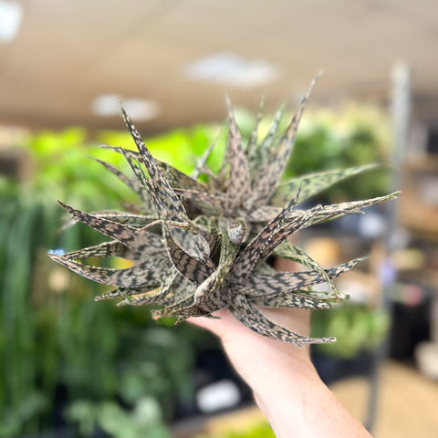 Aloe somaliensis - Sprouts of Bristol