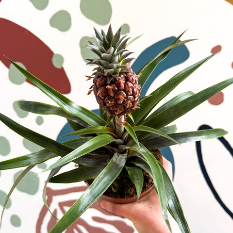 Ananas comosus 'Rosita' - Rose Pineapple Plant - Sprouts of Bristol