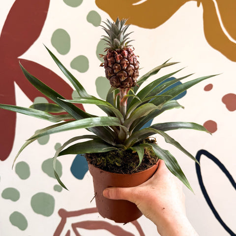 Ananas comosus 'Rosita' - Rose Pineapple Plant - Sprouts of Bristol