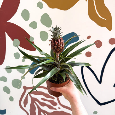 Ananas comosus 'Rosita' - Rose Pineapple Plant - Sprouts of Bristol