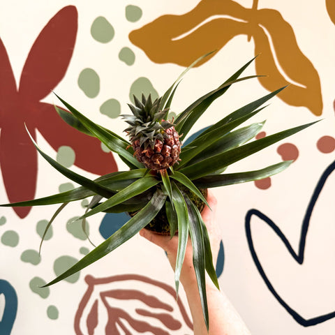 Ananas comosus 'Rosita' - Rose Pineapple Plant - Sprouts of Bristol
