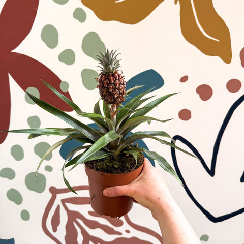 Ananas comosus 'Rosita' - Rose Pineapple Plant - Sprouts of Bristol