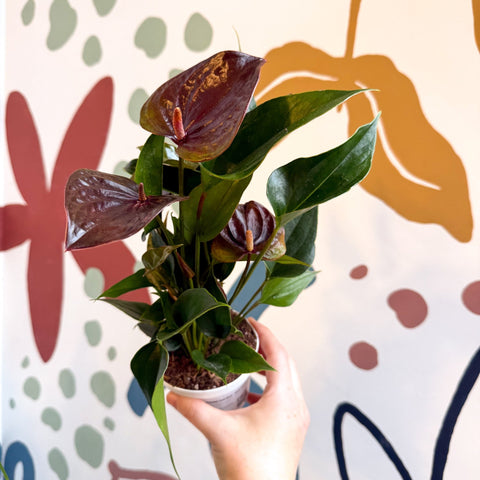 Anthurium andraeanum 'Paris Black' - Black Flamingo Flower - Sprouts of Bristol