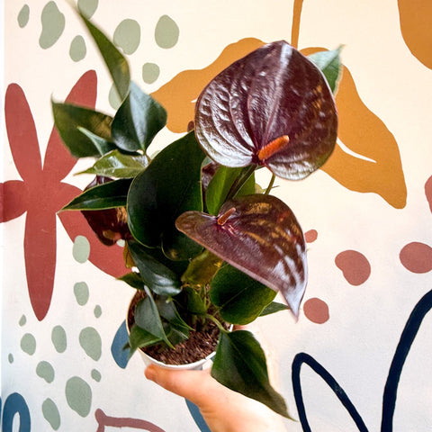 Anthurium andraeanum 'Paris Black' - Black Flamingo Flower - Sprouts of Bristol